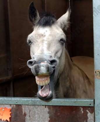 Horse Pulling Funny Face Picture