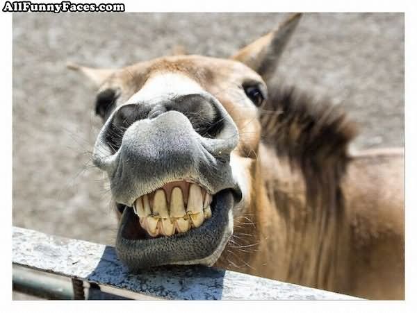 Horse Showing Teeth Funny Face Image