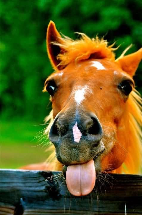 Horse Showing Tongue Funny Picture