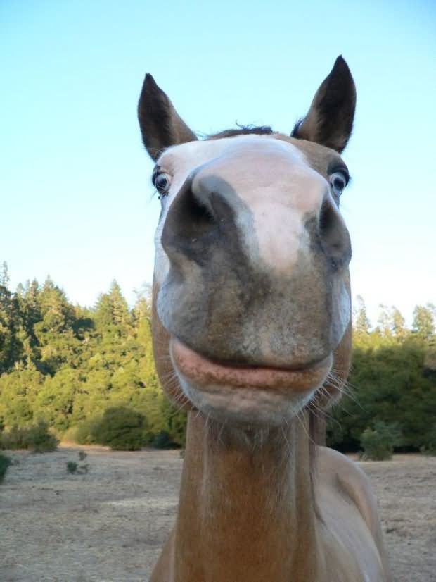 Horse Unhappy Face Funny Picture