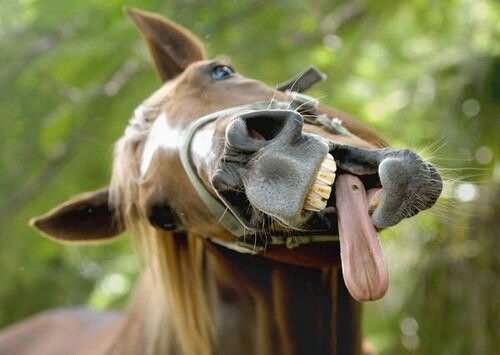 Horse With Long Tongue Funny Face Image