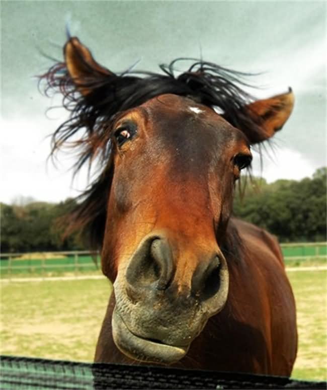 Horse With Sad Face Funny Image