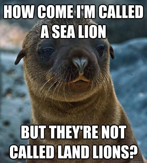 How Come I Am Called A Sea Lion Funny Meme Picture