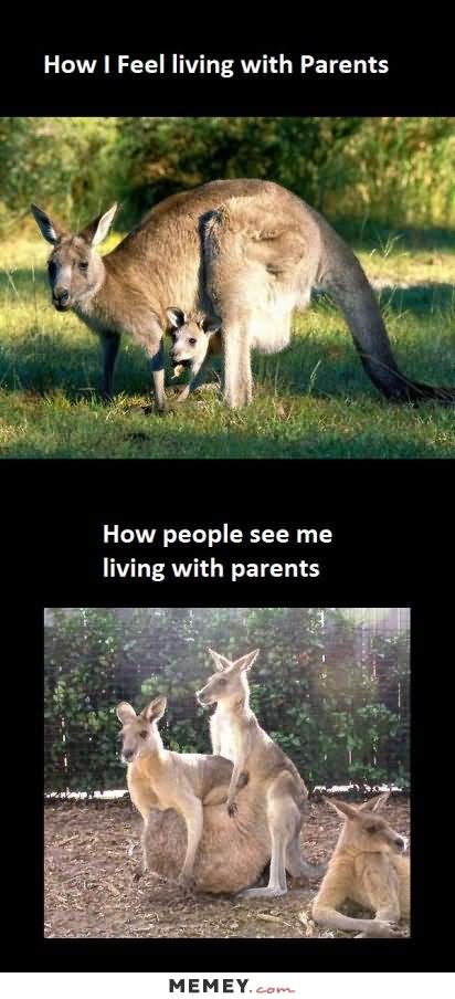 How I Feel Living With Parents Funny Kangaroo Meme Image