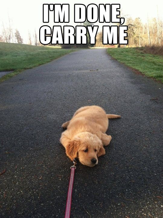 I Am Done Carry Me Funny Lazy Meme Image