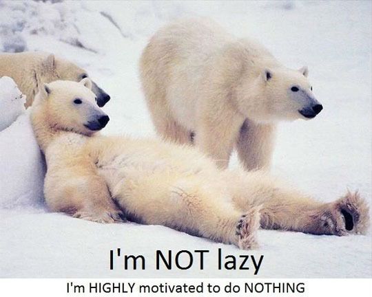 I Am Not Lazy Funny Polar Bear Meme Image