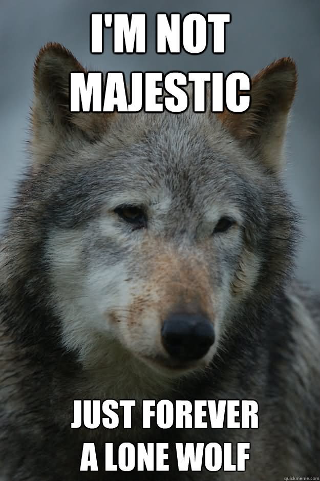 I Am Not Majestic Just Forever A Lone Wolf Funny Meme Picture.