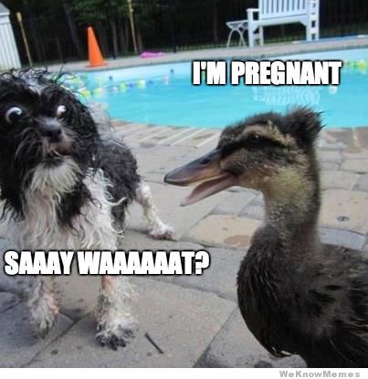 I Am Pregnant Very Funny Duck Meme Picture For Whatsapp