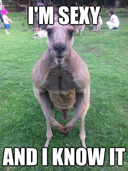 I Am Sexy And I Know It Funny Kangaroo Meme Image