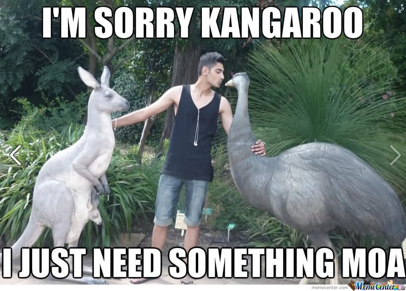 I Am Sorry Kangaroo Funny Meme Picture For Whatsapp.