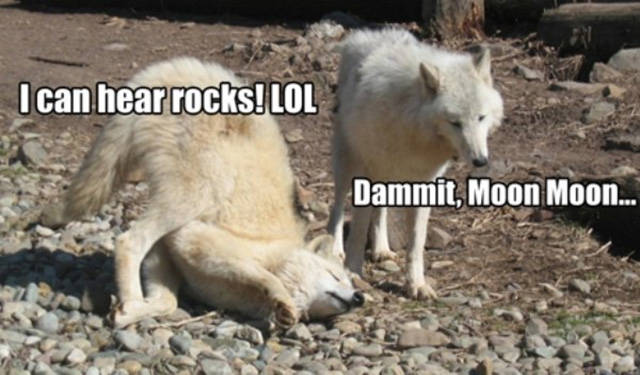 I Can Hear Rocks Lol Funny Wolf Meme Image