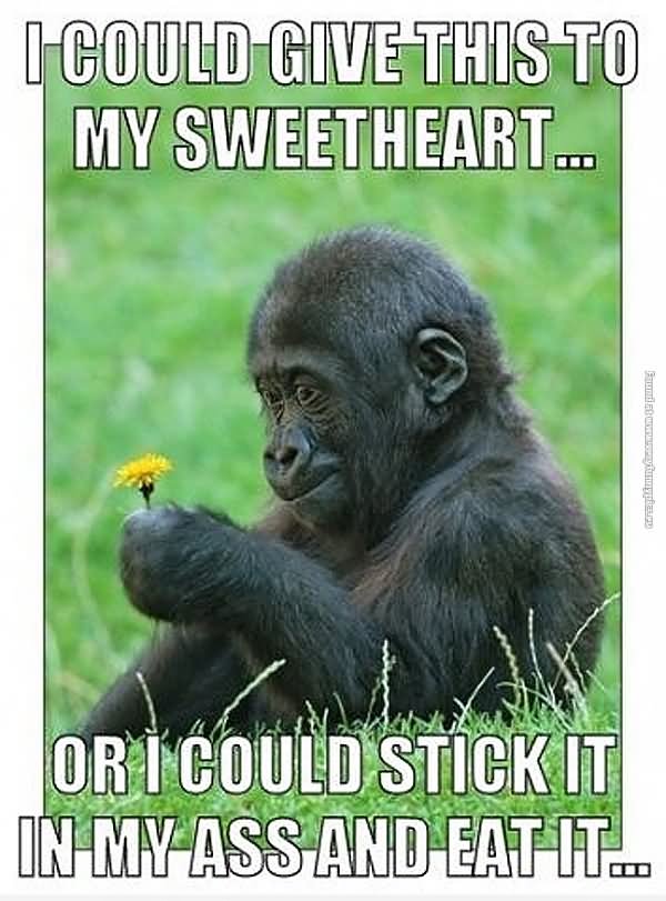 I Could Give This To My Sweetheart Funny Monkey Meme Image For Whatsapp