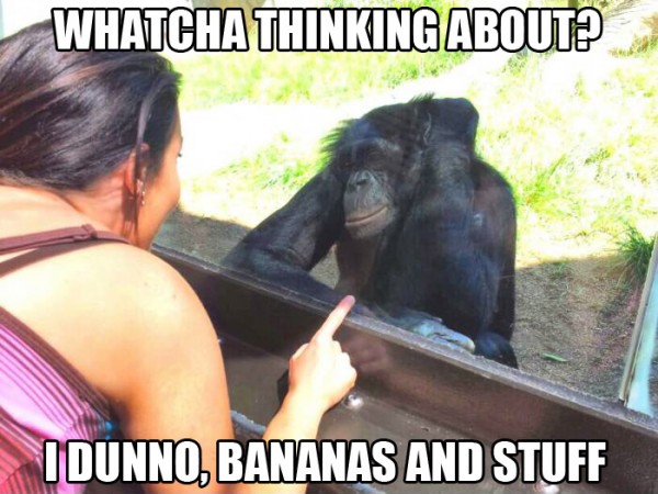 I Dunno Bananas And Stuff Funny Monkey Meme Picture
