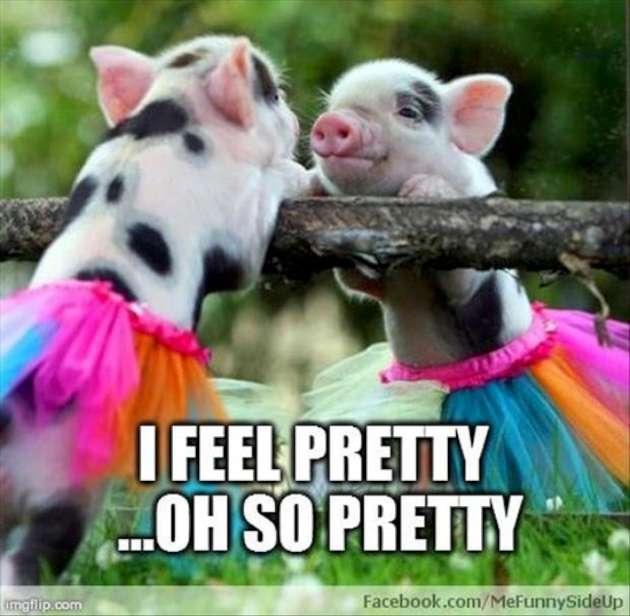 I Feel Pretty Oh Pretty Funny Pig Meme Picture