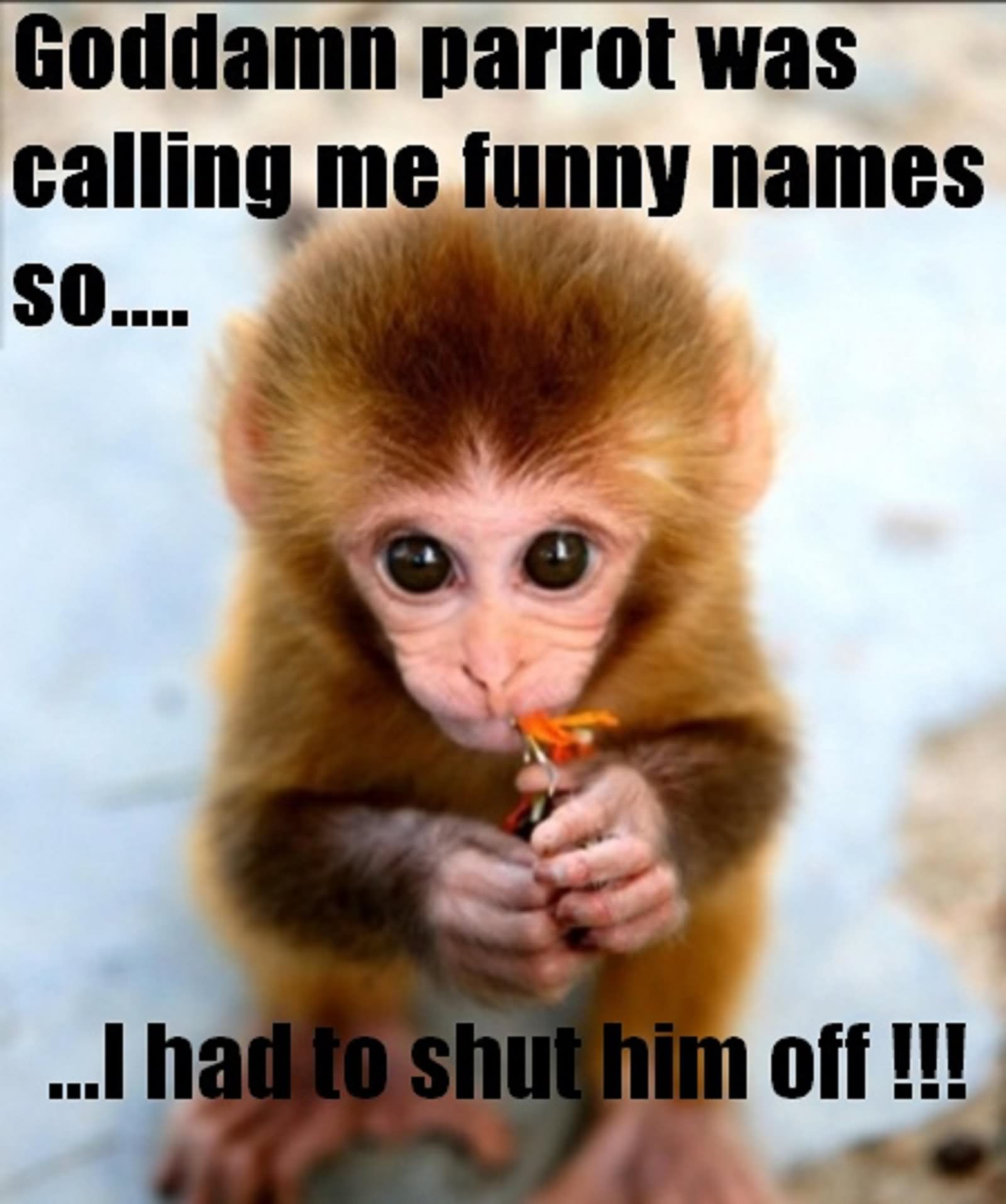 I Had To Shut Him Off Funny Monkey Meme Picture