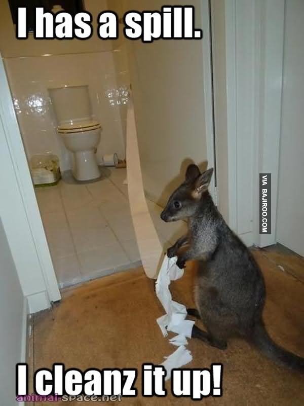 I Has A Spill I Cleanz It Up Funny Kangaroo Meme Picture