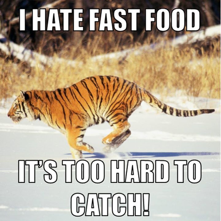 I Hate Fast Food It's Too Hard To Catch Funny Tiger Meme Image