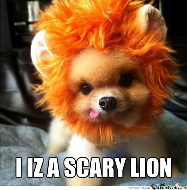 I Iz A Scary Lion Funny Meme Picture For Facebook