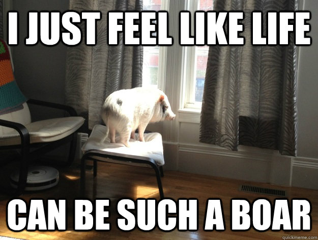 I Just Feel Like Life Funny Pig Meme Picture