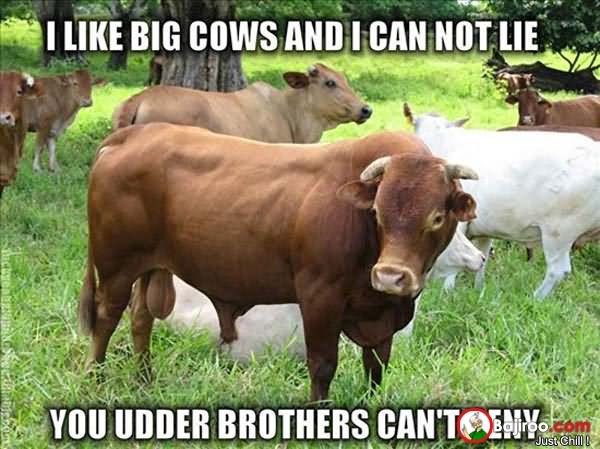 I Like Big Cows And I Can Not Lie Funny Meme Image