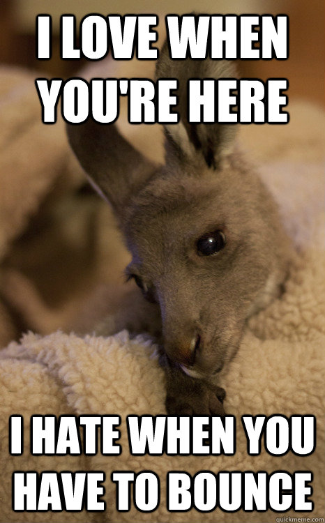 I Love When You Are Here Funny Kangaroo Meme Picture