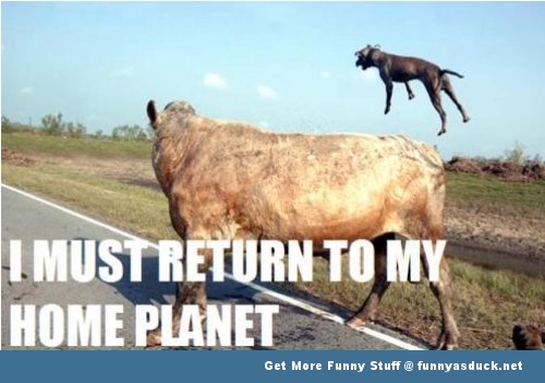 I Must Return To My Home Planet Funny Cow Meme Photo