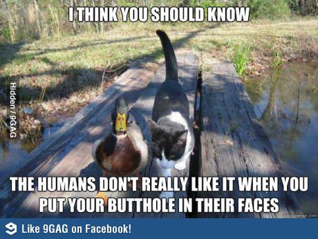 I Think You Should Know Funny Duck Meme Photo