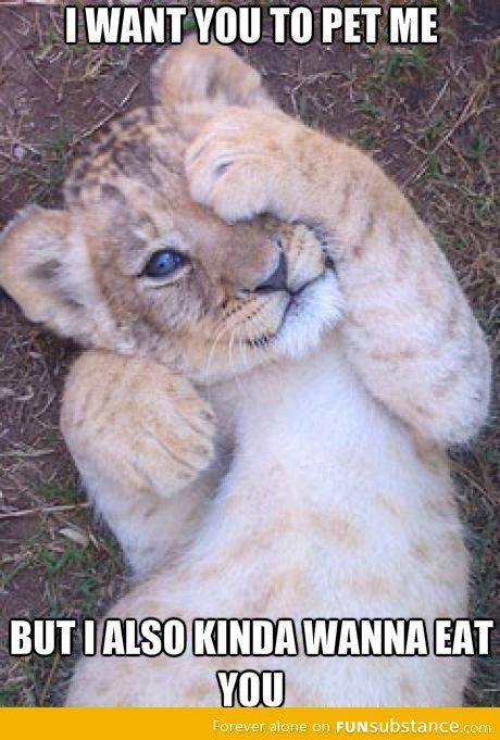 I Want You To Pet Me But I Also Kinda wanna Eat You Funny Lion Meme Image