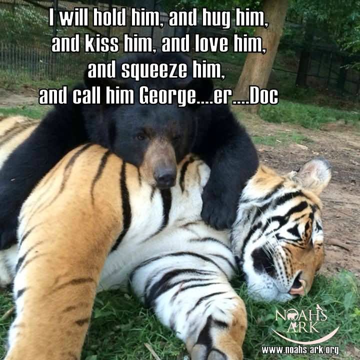 I Will Hold Him And Hug Him Funny Tiger Meme Image For Facebook