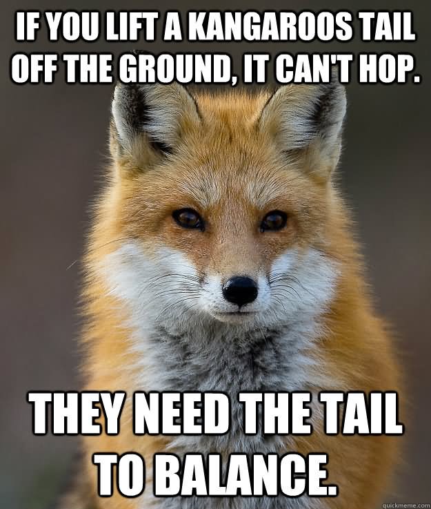 If You Lift A Kangaroos Tail Off The Ground, It Can't Hop Funny Meme Picture