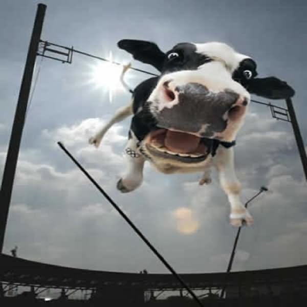 Jumping Cow With Screaming Face Funny Picture