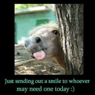 Just Sending Out A Smile To Whoever May Need One Day Funny Horse Face Picture