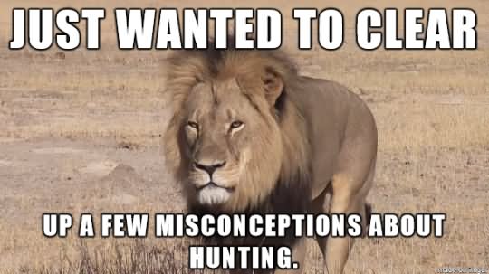 Just Wanted To Clear Funny Lion Meme Picture