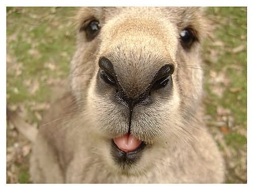 Kangaroo Closeup Face Showing Tongue Funny Picture