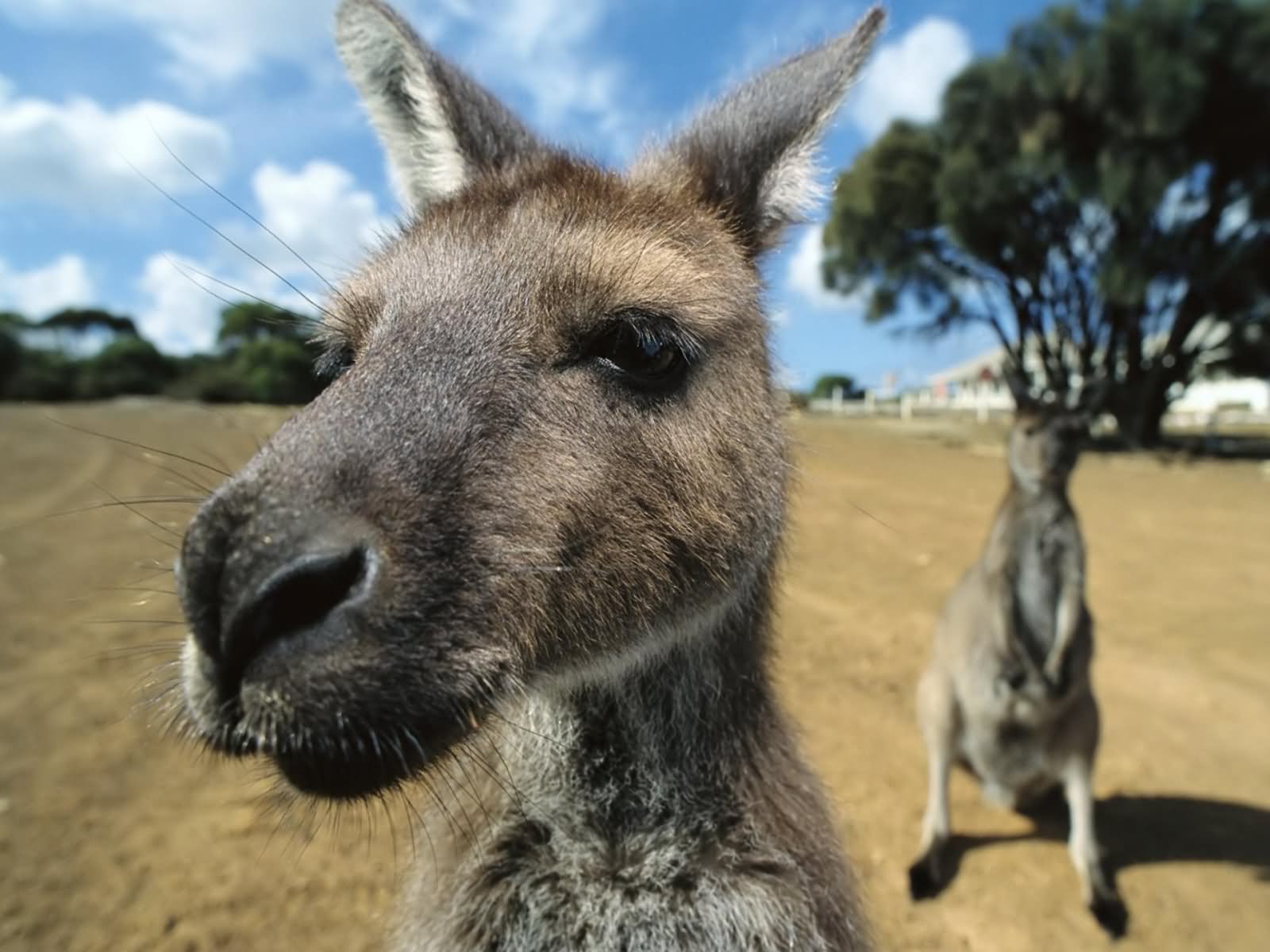 Kangaroo Closeup Sad Face Funny Photo