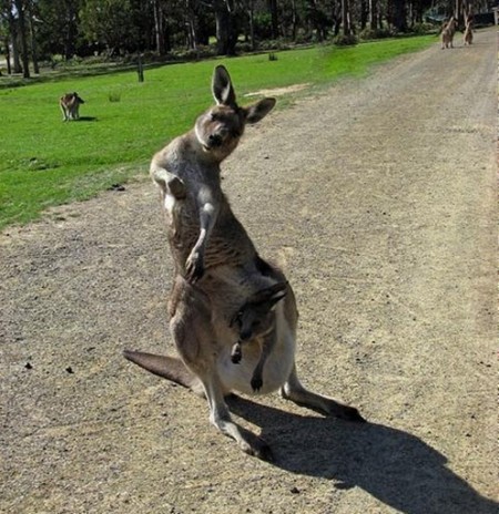 Kangaroo Dancing With Baby Funny Face Picture For Facebook