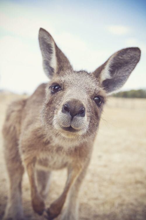Kangaroo Funny Looking Face Picture
