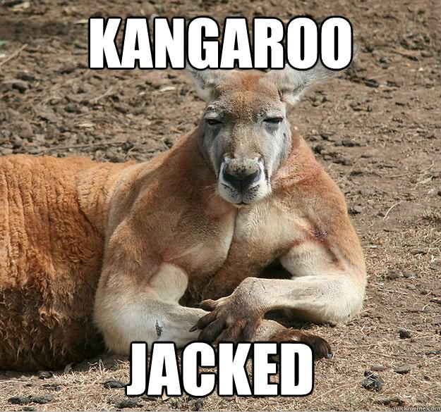 Kangaroo Jacked Funny Meme Image