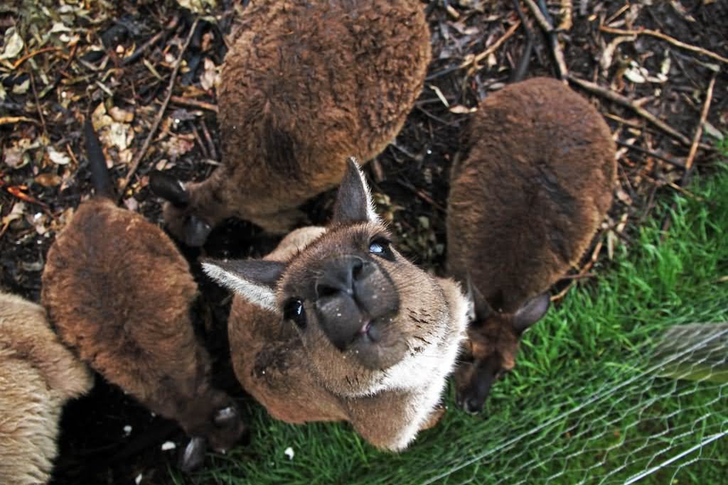 Kangaroo Looking Up Funny Face Photo