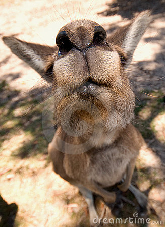 Kangaroo Very Closeup Face Funny Picture