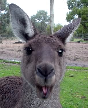 Kangaroo With Pouting Face Funny Image