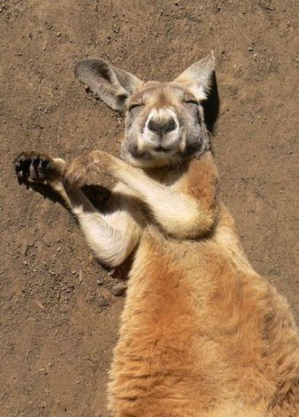 Kangaroo With sleeping Face Funny Picture