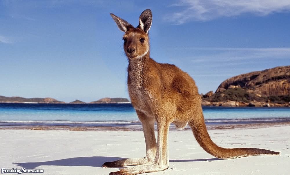 Kangaroo Without Arms Funny Face Picture