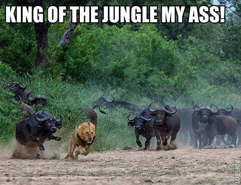 King Of The Jungle My Ass Funny Lion Meme Photo
