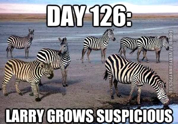Larry Grows Suspicious Funny Tiger Meme Picture