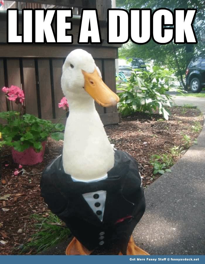 Like A Duck Funny Meme Picture For Facebook