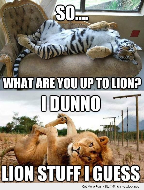 Lion Stuff I Guess Funny Lion Meme Image