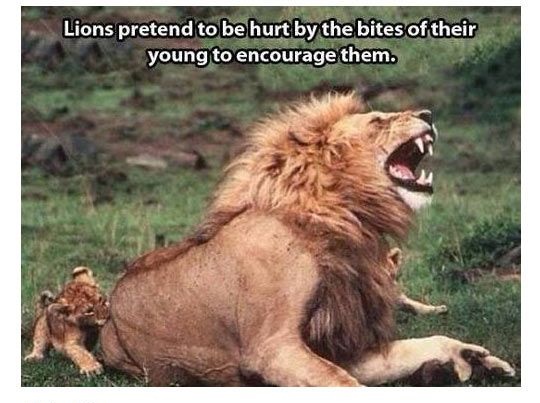 50 Very Funny Lion Meme Pictures And Images