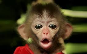 Little Monkey With Surprised Face Funny Picture
