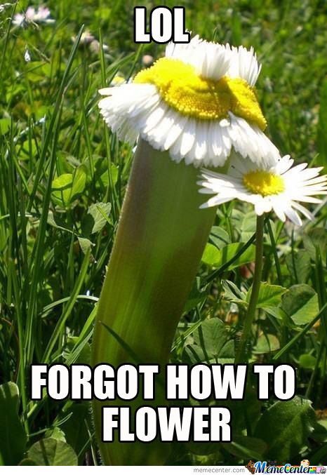 28 Very Funny Flower Meme Images Of All The Time